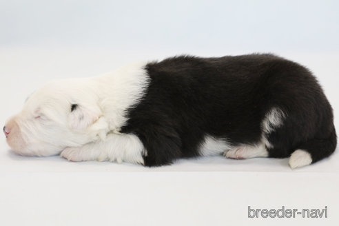 成約済の神奈川県のボーダーコリー-373731の5枚目